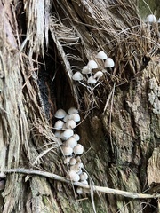 Mycena clarkeana