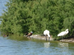 Platalea leucorodia