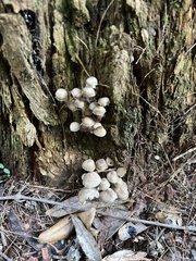 Mycena clarkeana