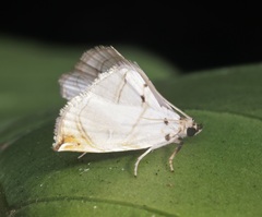 Trichophysetis hampsoni