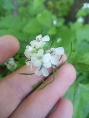 Alliaria petiolata