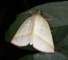 Hylophilodes tsukusensis