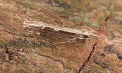 Hypatima spathota