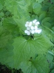 Alliaria petiolata