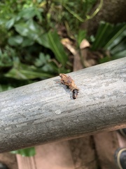 Trypanophora semihyalina