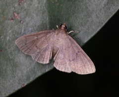 Omiodes tristrialis