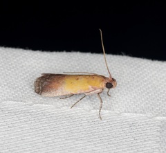 Piesmopoda semilutea