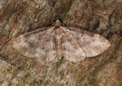 Pseudocollix hyperythra