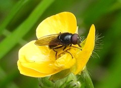 Cheilosia albitarsis