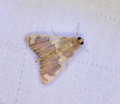 Rehimena phrynealis