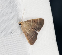 Stemmatophora flavicaput