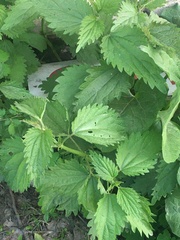 Urtica dioica