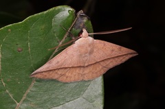 Ugia purpurea