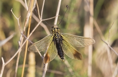 Libelloides ictericus