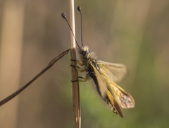 Libelloides ictericus