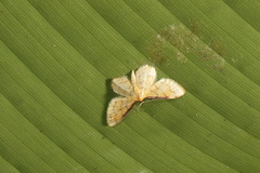 Idaea similinea