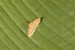 Idaea similinea