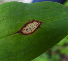 Phyllosticta convallariae