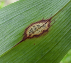 Phyllosticta convallariae