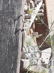 Anacridium aegyptium