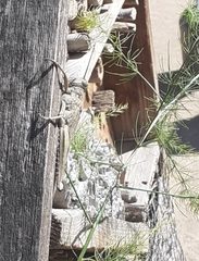 Anacridium aegyptium