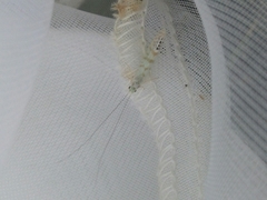 Nectopsyche exquisita