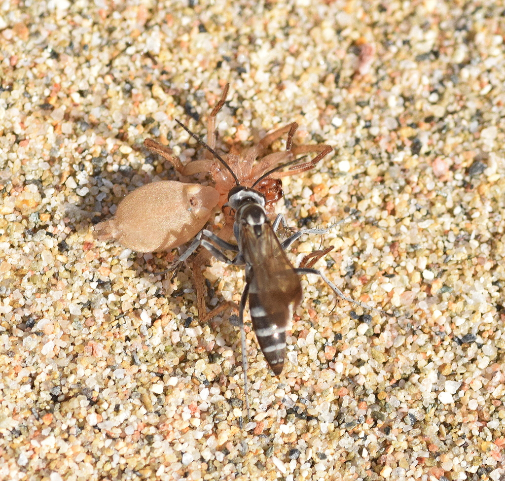 Leaden Spider Wasp