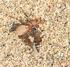 Pompilus cinereus