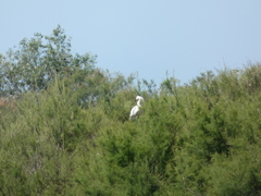 Platalea leucorodia