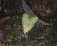 Doloessa viridis