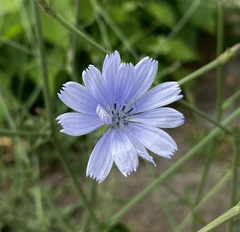 Cichorium intybus