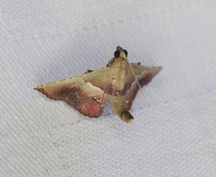 Endotricha repandalis