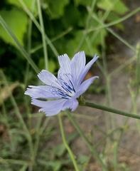 Cichorium intybus