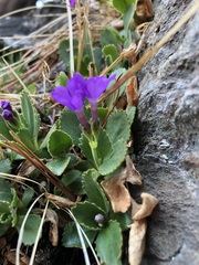 Primula hirsuta