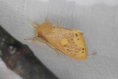 Euproctis quadrangularis