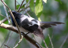 Trochocercus cyanomelas cyanomelas