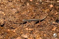 Ctenotus labillardieri