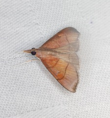 Hemiscopis sanguinea
