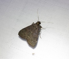 Hydrillodes nilgirialis