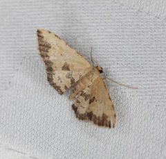 Idaea phaeocrossa