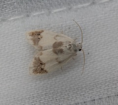 Neoduma kuangtungensis