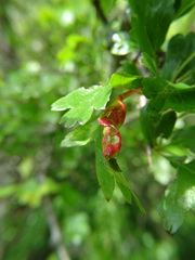 Dysaphis crataegi