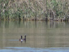Podiceps nigricollis