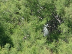 Egretta garzetta