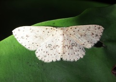 Perixera decretarioides