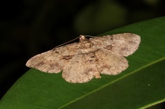 Psilalcis galsworthyi