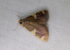 Rehimena surusalis