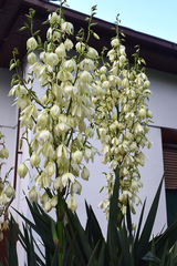 Yucca