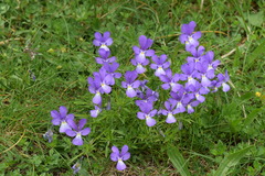 Viola dubyana