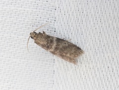 Sacculocornutia